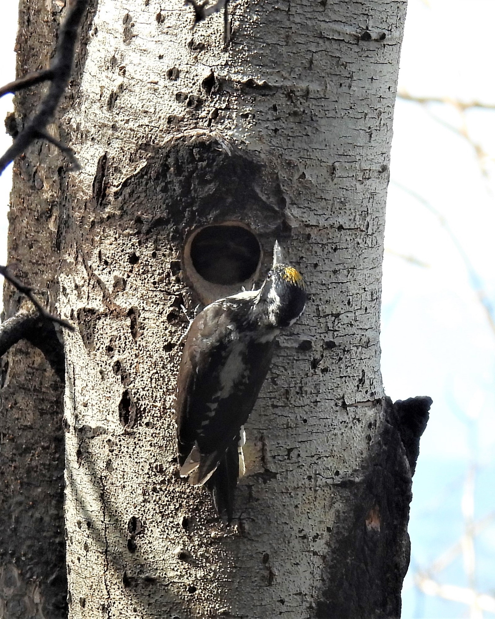 American Three-toed Woodpecker